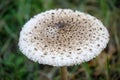 Macrolepiota procera, parasol mushroom Royalty Free Stock Photo