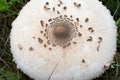 Macrolepiota procera,  parasol mushroom closeup Royalty Free Stock Photo