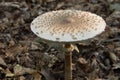 Macrolepiota procera,  parasol mushroom closeup Royalty Free Stock Photo