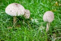 Macrolepiota procera, parasol mushroom among green grass, basidiomycete fungus Royalty Free Stock Photo