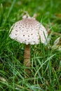 Macrolepiota procera, parasol mushroom among green grass, basidiomycete fungus Royalty Free Stock Photo