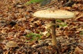 Macrolepiota procera, parasol mushroom Royalty Free Stock Photo