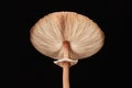 Macrolepiota procera parasol mushroom isolated on black background, brown mushroom with big cap Royalty Free Stock Photo