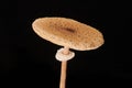 Macrolepiota procera parasol mushroom isolated on black background, brown mushroom with big cap Royalty Free Stock Photo