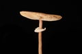 Macrolepiota procera parasol mushroom isolated on black background, brown mushroom with big cap Royalty Free Stock Photo