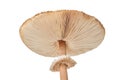 Macrolepiota procera parasol mushroom isolated on white background, brown mushroom with big cap Royalty Free Stock Photo