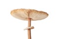 Macrolepiota procera parasol mushroom isolated on white background, brown mushroom with big cap Royalty Free Stock Photo