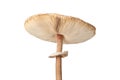 Macrolepiota procera parasol mushroom isolated on white background, brown mushroom with big cap Royalty Free Stock Photo