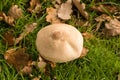 Macrolepiota Procera Parasol Mushroom