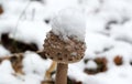 Macrolepiota procera, parasol mushroom with snow closeup selective focus Royalty Free Stock Photo