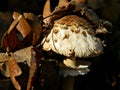 Macrolepiota procera, below the leaves.