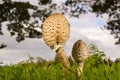 Macrolepiota Procera Parasol Mushrooms