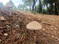 Macrolepiota procera. Parasol mushrooms in pine forest. Royalty Free Stock Photo