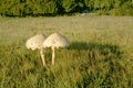 Macrolepiota procera