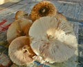 Macrolepiota procera. It will be a delicious meal!