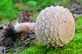 Macrolepiota puellaris mushroom