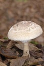 Macrolepiota rhodosperma (syn. Macrolepiota konradii ) is a fungus in the family Agaricaceae Royalty Free Stock Photo