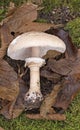 Macrolepiota rhodosperma (syn. Macrolepiota konradii ) is a fungus in the family Agaricaceae Royalty Free Stock Photo