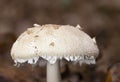 Macrolepiota rhodosperma (syn. Macrolepiota konradii ) is a fungus in the family Agaricaceae Royalty Free Stock Photo