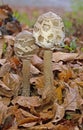Macrolepiota rhodosperma (syn. Macrolepiota konradii ) is a fungus in the family Agaricaceae Royalty Free Stock Photo
