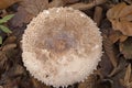 Macrolepiota rhodosperma (syn. Macrolepiota konradii ) is a fungus in the family Agaricaceae Royalty Free Stock Photo