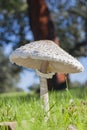 Macrolepiotas under the cork oaks in the beautiful dehesa Extremadura