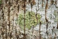 Macrolichen growing on tree bark