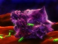 Macrophage Royalty Free Stock Photo