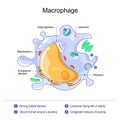 Macrophage anatomy. structure of immune cell Royalty Free Stock Photo