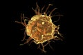 Macrophage cell, close-up view