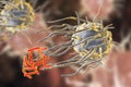 Macrophage engulfing tuberculosis bacteria