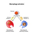 Macrophage. Activation and polarization Royalty Free Stock Photo