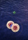 Macrophages and virus