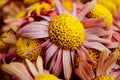 Macrophoto of a beautiful powdery chrysanthemum. A beautiful delicate flower with a large yellow center