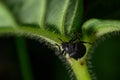 Macrophoto of a black beetle on a green leaf Royalty Free Stock Photo