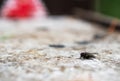 The macrophoto of a black domestic fly on a light surface