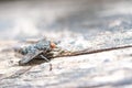 The macrophoto of a black domestic fly on a light surface