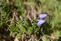 Macrophoto of blue harebell flower in an ambient of blooming heather Royalty Free Stock Photo