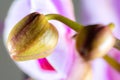 macrophoto of closed bud of lilac orchids