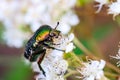 Macrophoto of flower scarabs