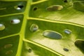 Macrophoto of the green leaf of monstera