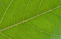 Macrophoto of a green leaf. Royalty Free Stock Photo