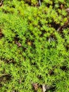 Macrophoto of green moss in the forest