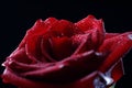 Macrophoto large red rose on a black background. Close - up of a rose flower