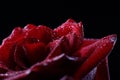 Macrophoto large red rose on a black background