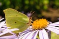 Macrophoto of a Large White butterfly sitting on a flower and drinking nectar - Image