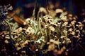 Macrophoto of the lichen in the forest