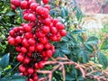 Ripe cranberries on a bush