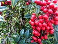 Ripe cranberries on a bush