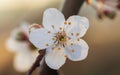 Macrophoto of spring tree blossom with dew drops. Springtime, plant background